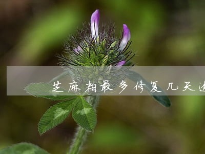 芝麻粒最多修复几天逾期 芝麻粒最多修复几天逾期