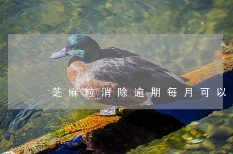 芝麻粒消除逾期每月可以用几次 芝麻粒消除逾期每月可以用几次