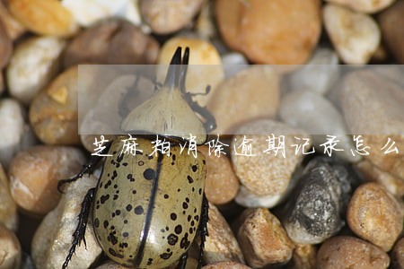 芝麻粒消除逾期记录怎么弄 芝麻粒消除逾期记录怎么弄