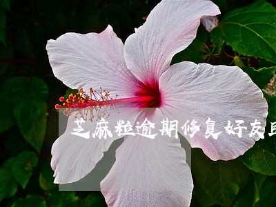 芝麻粒逾期修复好友助力什么意思 芝麻粒逾期修复好友助力什么意思