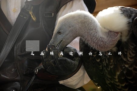 芝麻精英逾期会怎么样 芝麻精英逾期会怎么样