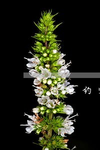 芝麻约定逾期怎么办 芝麻约定逾期怎么办
