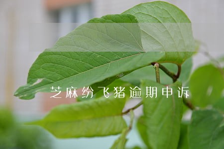 芝麻纷飞猪逾期申诉 芝麻纷飞猪逾期申诉