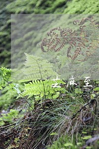 芝麻至奥逾期1天 芝麻至奥逾期1天