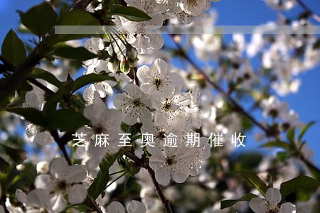 芝麻至奥逾期催收 芝麻至奥逾期催收