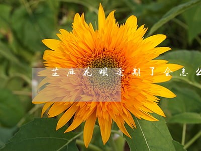 芝麻花呗逾期了会怎么样 芝麻花呗逾期了会怎么样