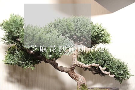 芝麻花呗逾期了会怎样 芝麻花呗逾期了会怎样