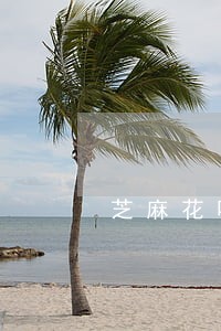 芝麻花呗逾期会影响征信吗 芝麻花呗逾期会影响征信吗