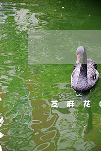 芝麻花呗逾期负面申诉 芝麻花呗逾期负面申诉
