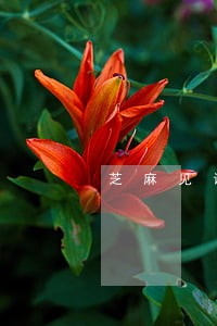 芝麻见证逾期有没有影响 芝麻见证逾期有没有影响