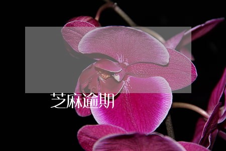 芝麻逾期 芝麻逾期