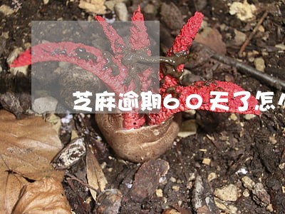 芝麻逾期60天了怎么办 芝麻逾期60天了怎么办