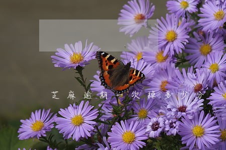 芝麻逾期一次掉多少分 芝麻逾期一次掉多少分