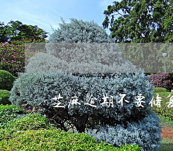 芝麻逾期不要修复五年后消除