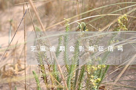 芝麻逾期会影响征信吗