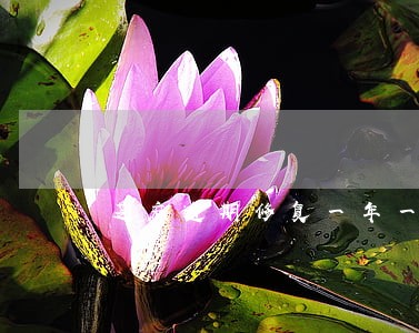 芝麻逾期修复一年一次吗 芝麻逾期修复一年一次吗