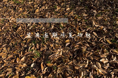 芝麻逾期修复功能 芝麻逾期修复功能
