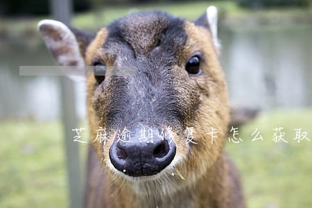 芝麻逾期修复卡怎么获取 芝麻逾期修复卡怎么获取