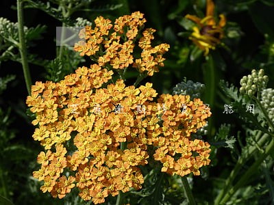 芝麻逾期修复只能用一次吗 芝麻逾期修复只能用一次吗