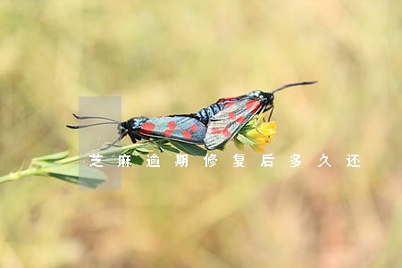 芝麻逾期修复后多久还 芝麻逾期修复后多久还