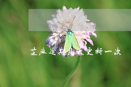 芝麻逾期几天更新一次 芝麻逾期几天更新一次