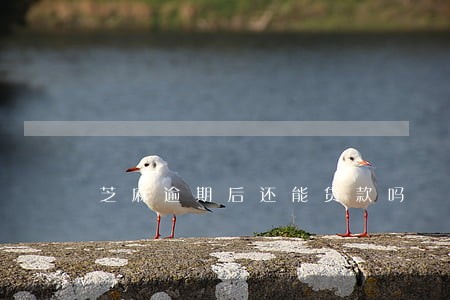 芝麻逾期后还能贷款吗