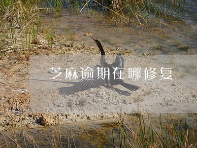 芝麻逾期在哪修复 芝麻逾期在哪修复