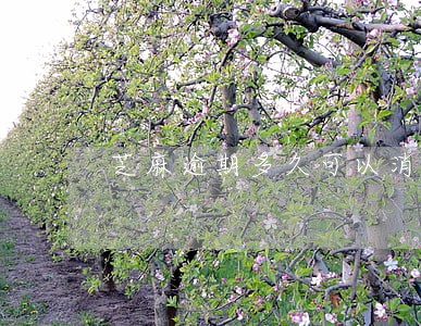 芝麻逾期多久可以消除 芝麻逾期多久可以消除