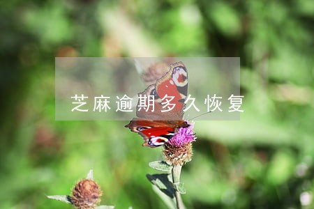 芝麻逾期多久恢复 芝麻逾期多久恢复