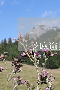芝麻逾期多久消除 芝麻逾期多久消除