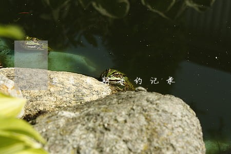芝麻逾期守约记录 芝麻逾期守约记录