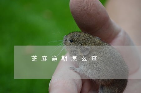芝麻逾期怎么查 芝麻逾期怎么查