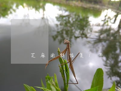 芝麻逾期恢复1年 芝麻逾期恢复1年