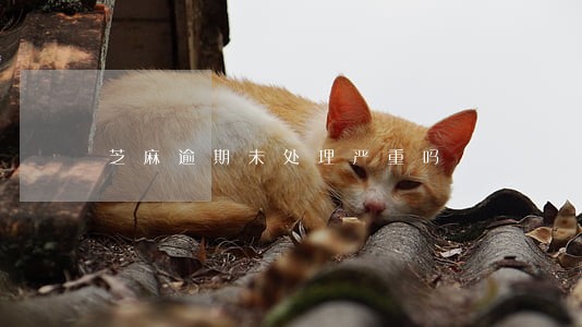 芝麻逾期未处理严重吗 芝麻逾期未处理严重吗