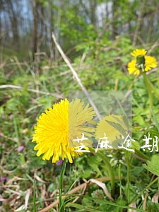芝麻逾期未还怎么贷款 芝麻逾期未还怎么贷款