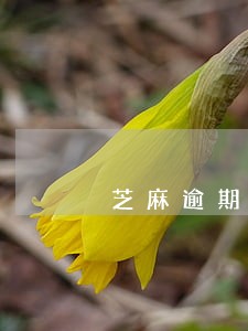 芝麻逾期记录未删除 芝麻逾期记录未删除