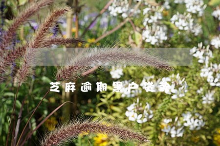 芝麻逾期黑户贷款 芝麻逾期黑户贷款