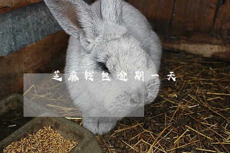 芝麻钱包逾期一天 芝麻钱包逾期一天
