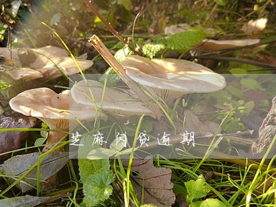 芝麻闪贷逾期 芝麻闪贷逾期