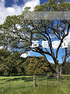 芦苞企业法律顾问费用 芦苞企业法律顾问费用