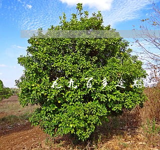 花九百多逾期一年多了怎么处理 花九百多逾期一年多了怎么处理
