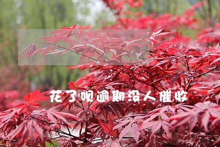 花了呗逾期没人催收 花了呗逾期没人催收