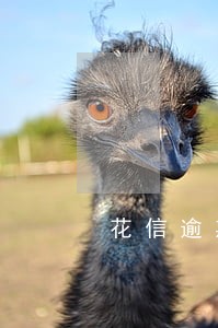 花信逾期一千块半年需要还多少