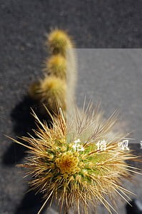 花借呗逾期在哪个平台借到款 花借呗逾期在哪个平台借到款
