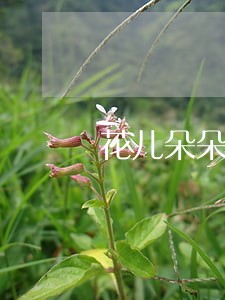 花儿朵朵逾期一个月 花儿朵朵逾期一个月