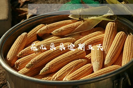 花儿朵朵逾期五天 花儿朵朵逾期五天
