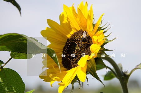 花分贝有微贷产品逾期 花分贝有微贷产品逾期