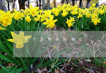 花卡速购逾期催收