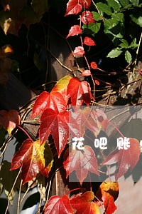 花吧账单逾期怎么查 花吧账单逾期怎么查