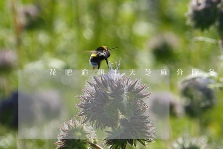 花吧逾期七天芝麻分降多少钱 花吧逾期七天芝麻分降多少钱